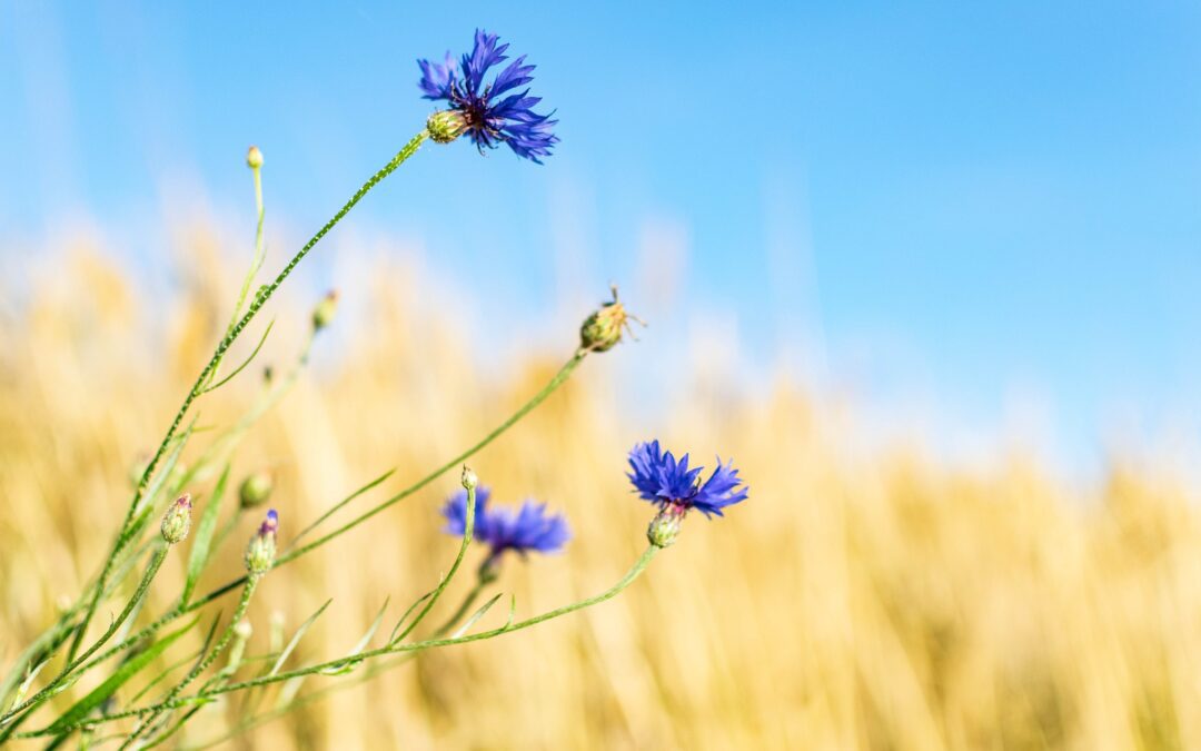 The Gentle Discipline of Self-Belief